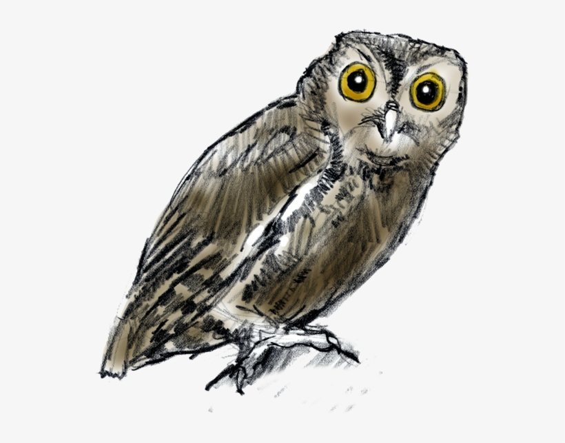 Not All Owls Hoot The Screech Owl, The Most Common - Nature, transparent png #4165681