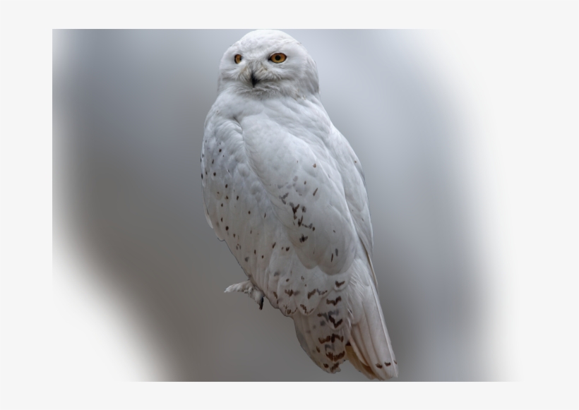 Color Palette Ideas From Owl Bird Of Prey Image - Snowy Owl, transparent png #4165895