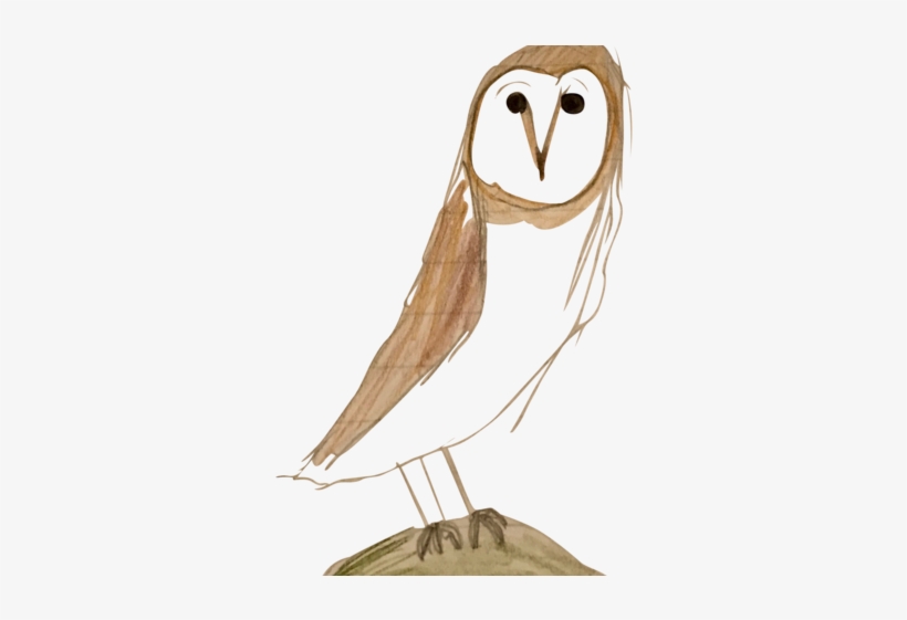 Barn Owl, transparent png #4166040