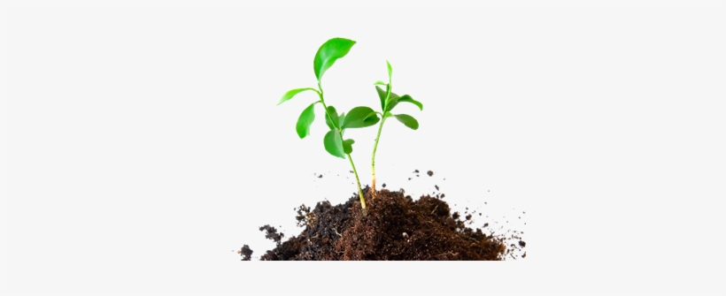 Growing Plant Png - Plant In Soil Png, transparent png #4167483