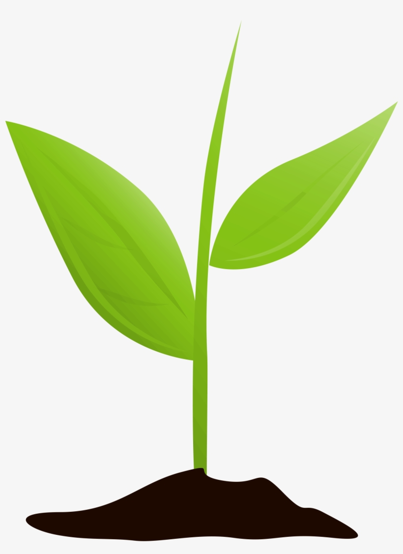 Growing Plant Mtq - Plants, transparent png #4167509