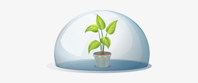 Humidity Dome - Flowering Plant And Non Flowering Plant, transparent png #4167797