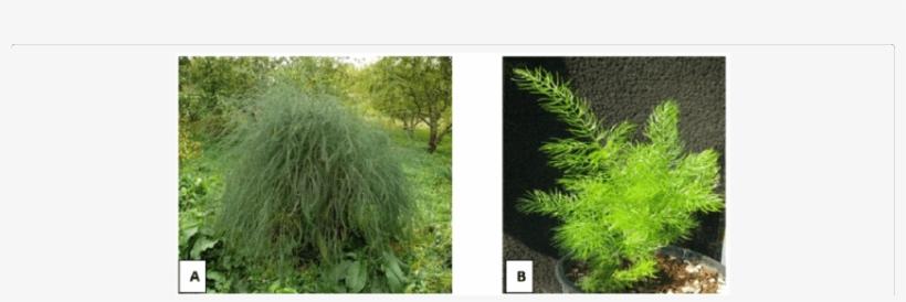 Plants Of Asparagus Officinalis Growing In Natural - Medicinal Plants, transparent png #4167848