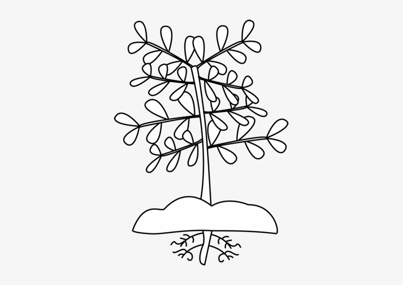 Black And White Plant With Roots Clip Art - Plant Needs Grade 2, transparent png #4167852