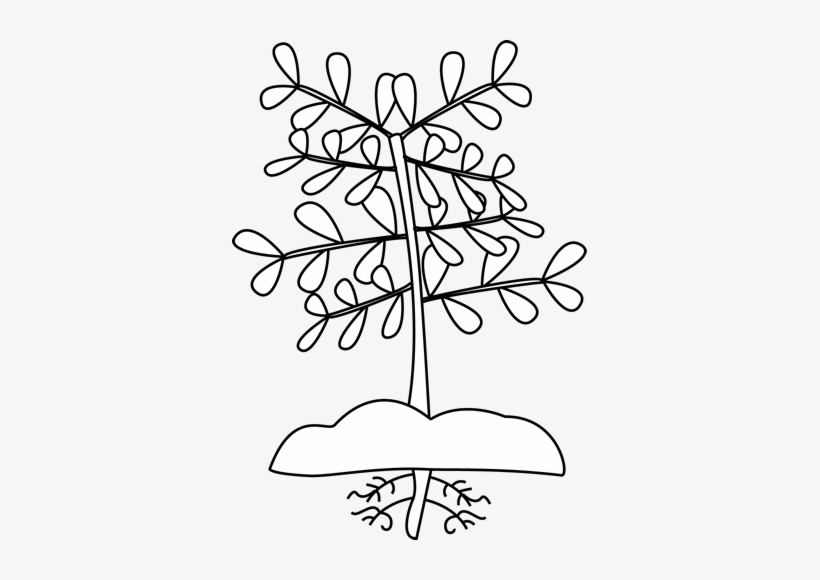 Black And White Plant With Roots Clip Art - Plant Needs Grade 2, transparent png #4167852