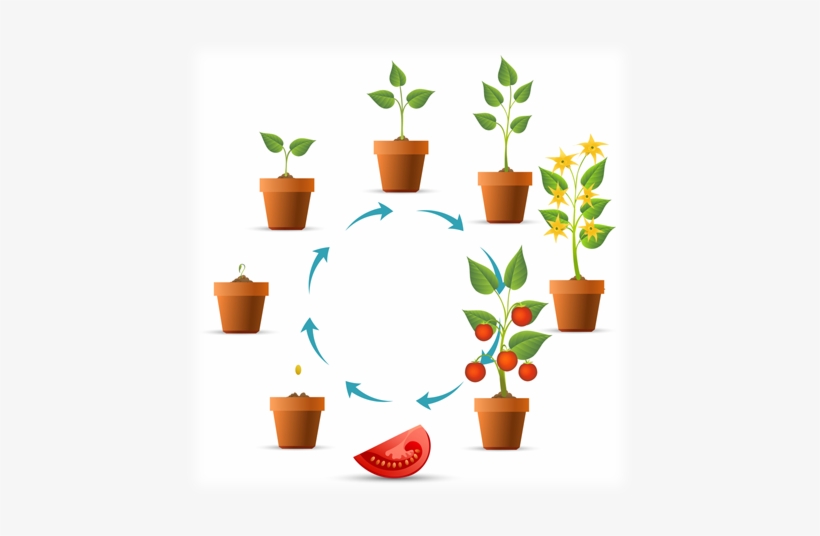 Daily Planting Guide - Croissance Plant De Tomate, transparent png #4168332