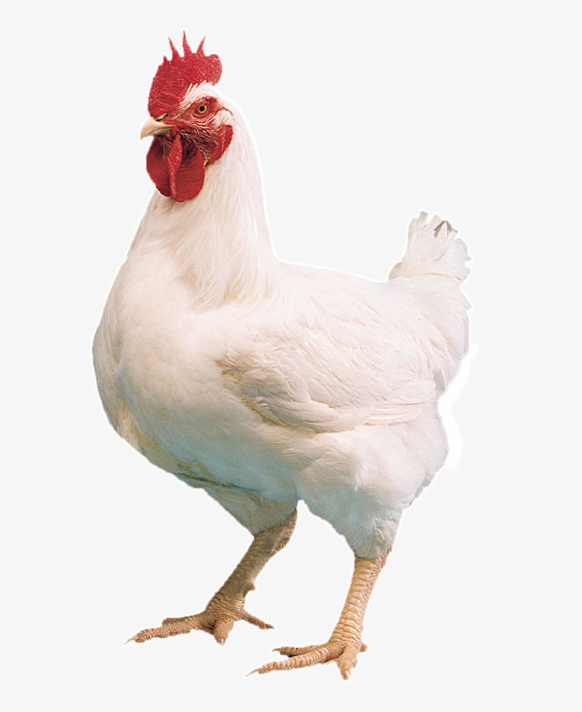 Specialists In Farm Amp Animal Farm Chicken Png - Broiler Chicken Images Png, transparent png #4169517
