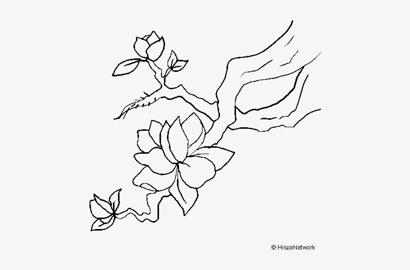 Flores De Almendro Dibujos, transparent png #4169699