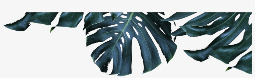 Summer '17 Is In Full Swing And There's No Better Time - Gambel Oak, transparent png #4170189