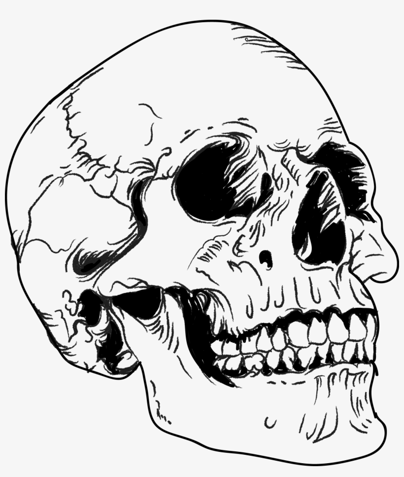 Image Of Skull - Anatomical Skull Vector, transparent png #4170320