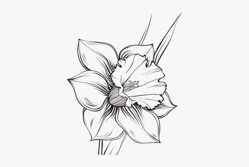 Flores De Narciso Dibujo Para Colorear - Narciso Tattoo, transparent png #4170322
