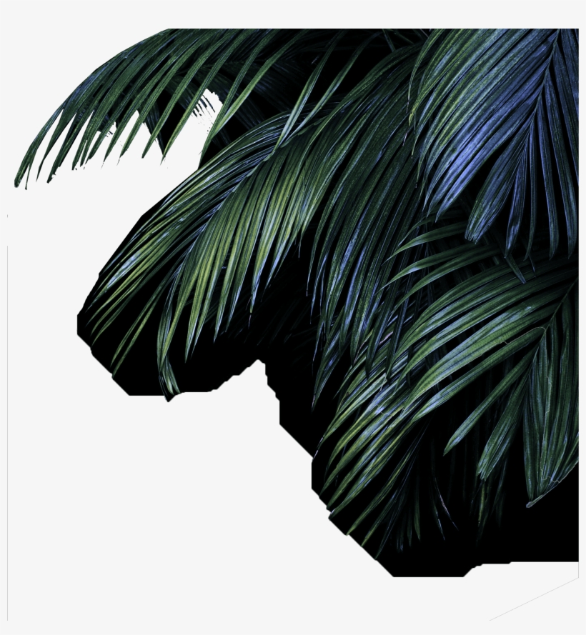 Summer, transparent png #4170682