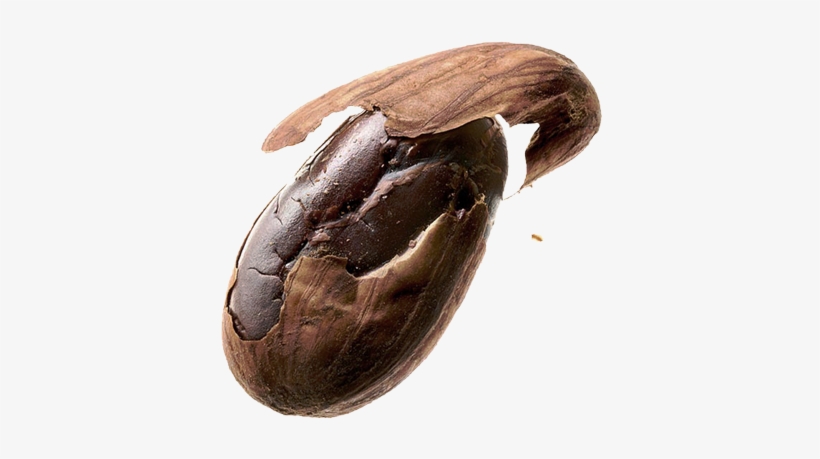 Image Of Cocoa Bean - Nibs Cocoa Beans, transparent png #4171105