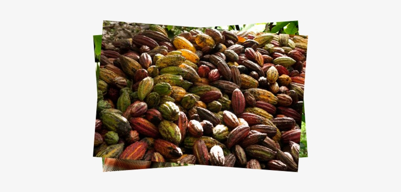 We Will Follow The Routes Of Peruvian Cocoa, Tasting - Fruit, transparent png #4171307