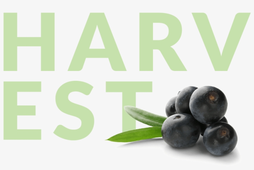 Acai Berries With Harvest In Background - Bilberry, transparent png #4171478