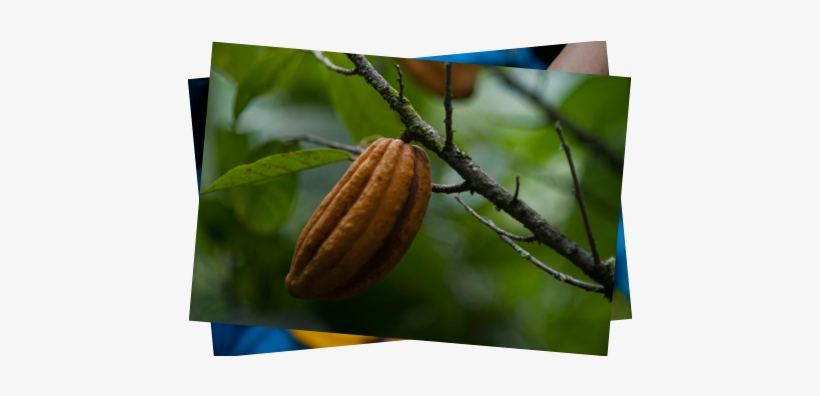 Visitors Can Stroll Through Its Historic Center, The - Fruit, transparent png #4171842