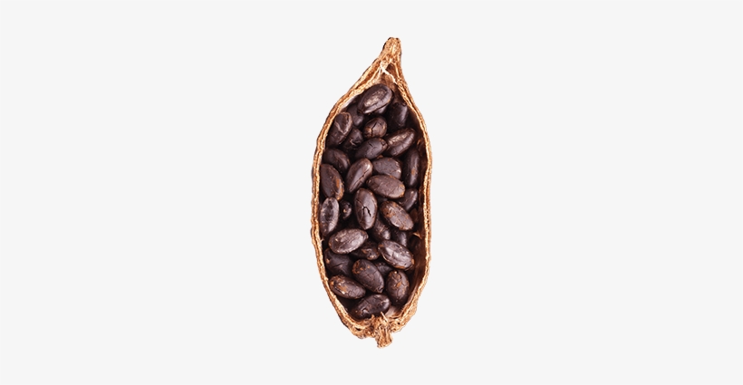 Cocoa - Peanut, transparent png #4171913