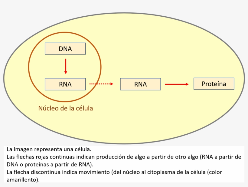 Imagen - Circle, transparent png #4174573