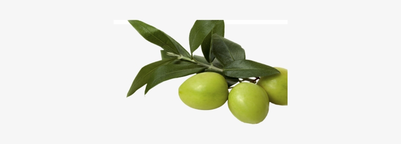 Aceituna - Lagunamoon Anti Cellulite Massage Oil 100% Natural, transparent png #4174797