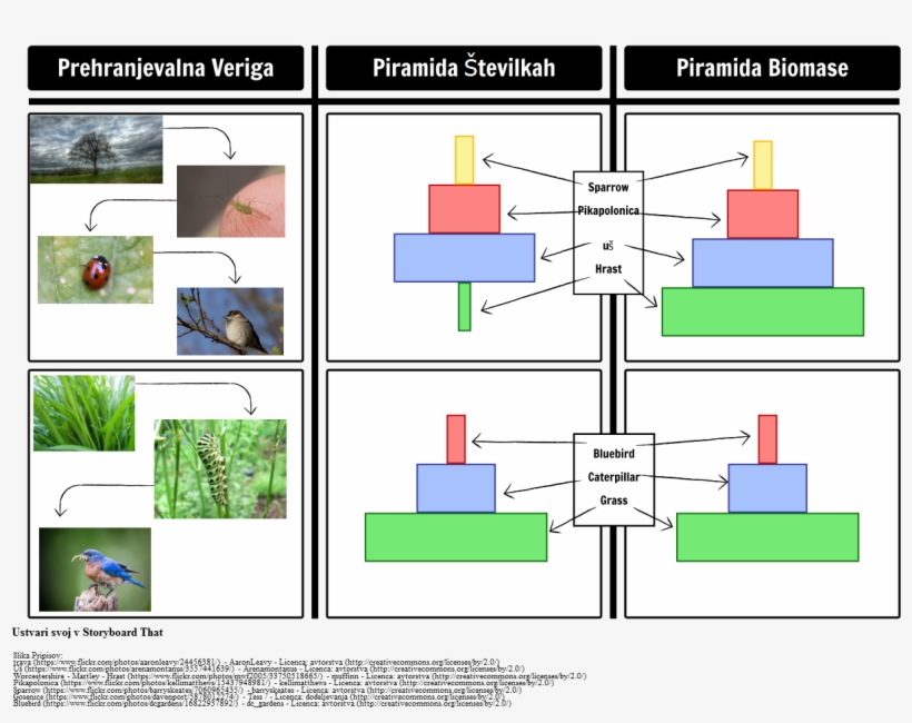 Piramide Iz Biomase In Piramide V Številkah - Piramide Delle Biomasse Catena Alimentare, transparent png #4175978