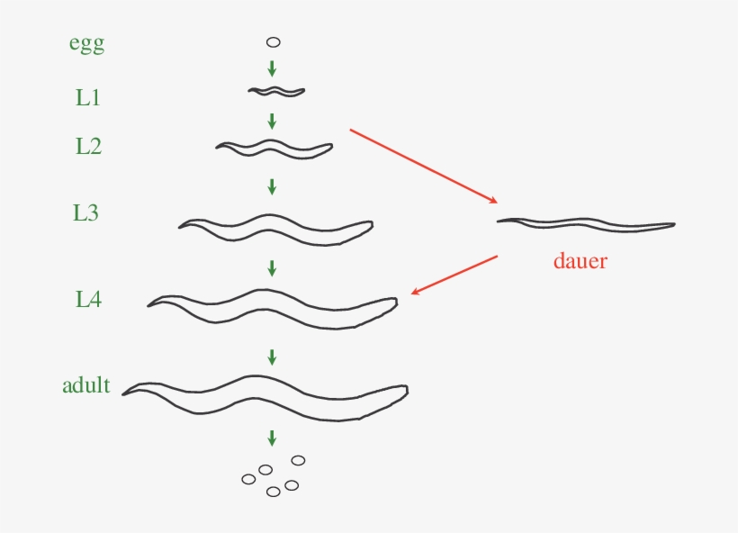 Under Replete Conditions , The C - Life Stages Of C Elegans, transparent png #4177384