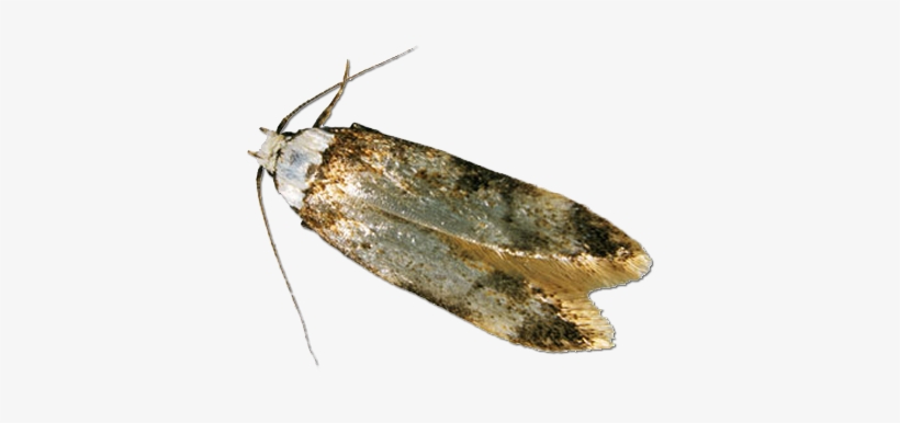 Clothes Moths Uk, transparent png #4178028