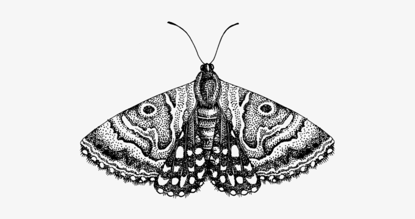 Moth Butterfly Insects - Moth Png Transparent, transparent png #4178069
