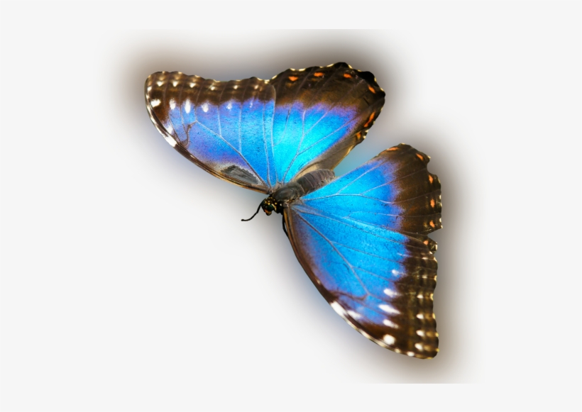 Color Palette Ideas From Butterfly Moths And Butterflies - Butterfly, transparent png #4178302