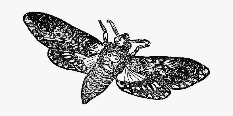 The First Insect Illustration Is Of A Death's Head - Moth Insect Vintage Illustration, transparent png #4178335