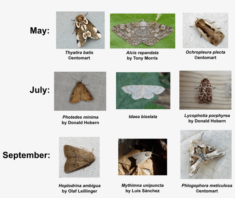 In The Figure Below You See The 3 Moth Species That - Bats Important, transparent png #4178384