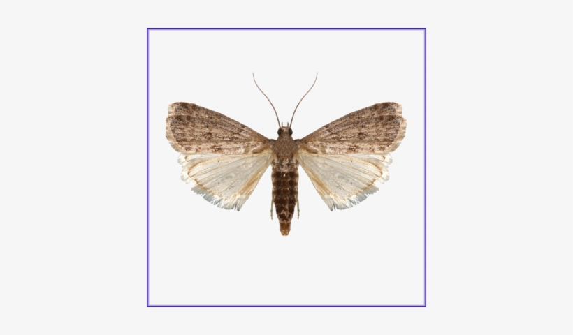 Mediterranean Flour Moth - Ephestia Kuehniella, transparent png #4178531