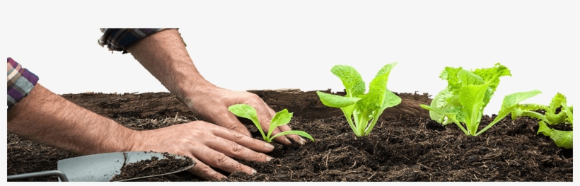 Home - Pots - Vegetable, transparent png #4179378