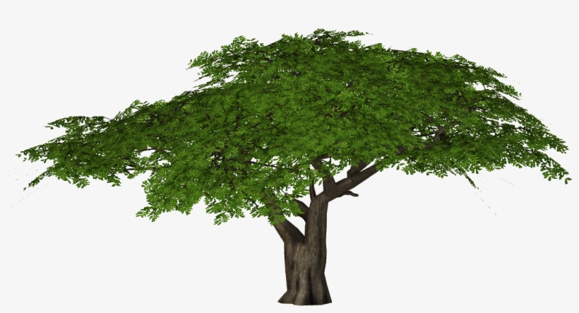 Acacia Tree Png - Umbrella Thorn Acacia Png, transparent png #4179380