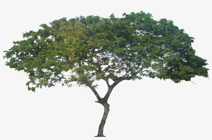 Mature Tree, Height - Samanea Saman Png, transparent png #4179466