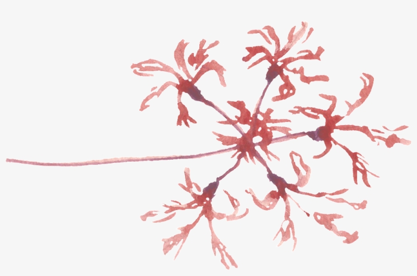 Fireworks Leaves Cartoon Transparent - Portable Network Graphics, transparent png #4179493