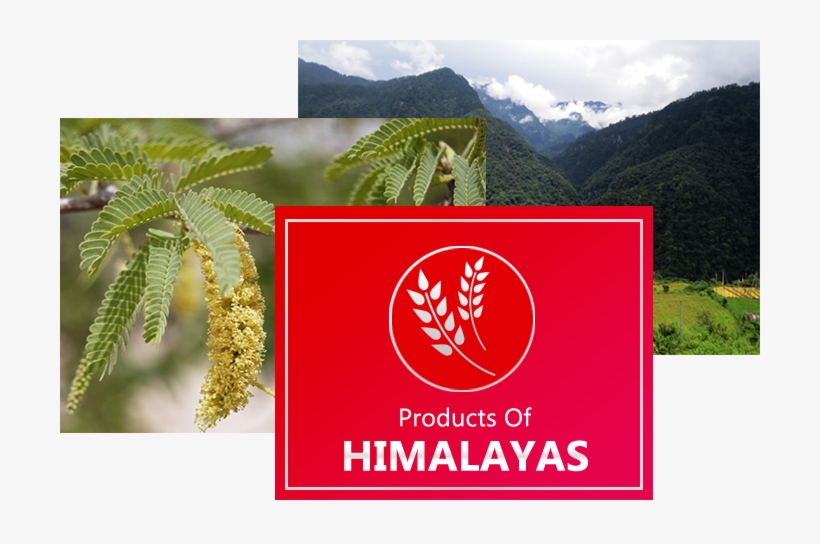 Specific Type Of Acacia Catechu Species Found In Himalayan - Summit, transparent png #4179494