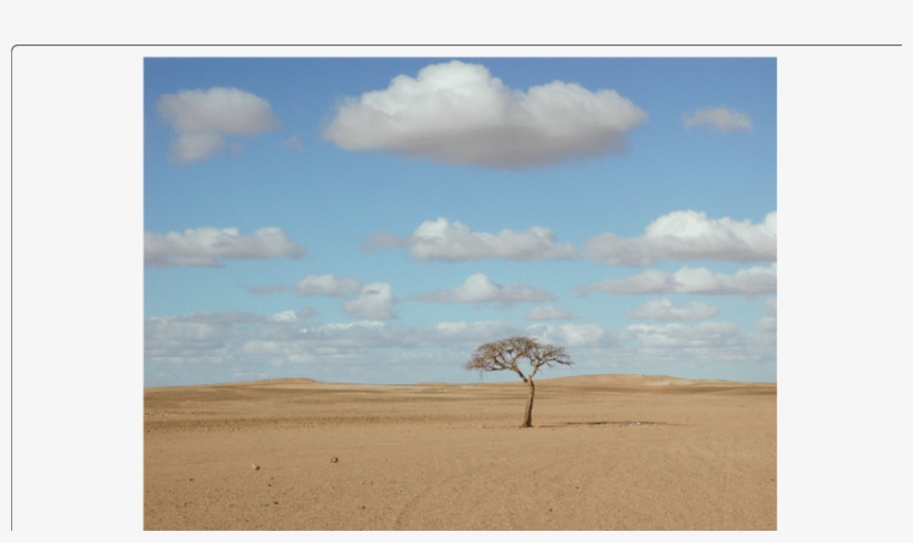 A Solitary Acacia Tree In The Barren Landscape Of The - Barren Landscape, transparent png #4179500