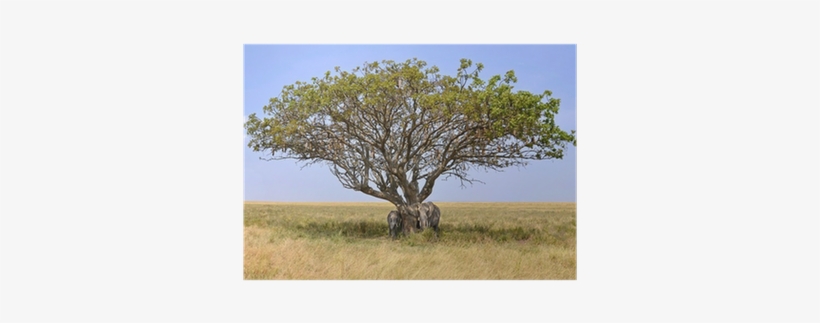 Family Of Elephants Hiding In A Shade Of Acacia Tree - National Park, transparent png #4179521