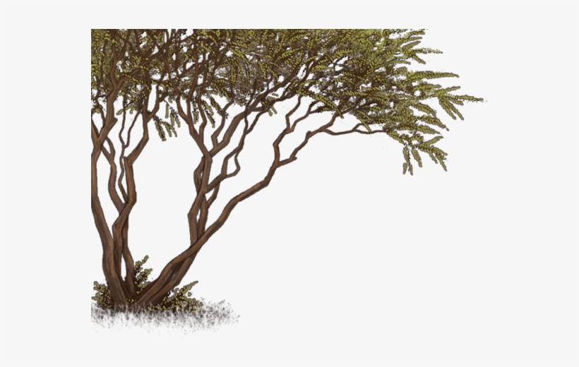 Grass, transparent png #4179565