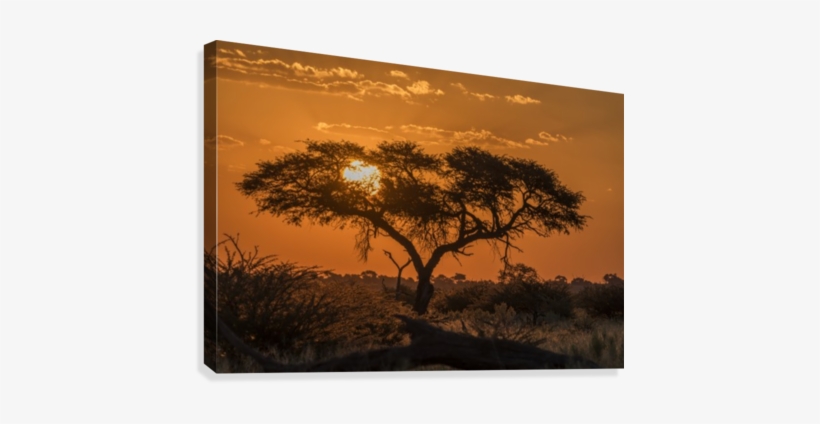Silhouette Of Acacia Tree At Orange Sunset - Silhouette Of Acacia Tree At Orange Sunset; Botswana, transparent png #4179568