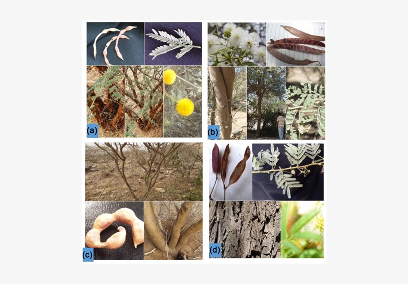 Acacia Species Collected From Al-baha Province Of Saudi - American Aspen, transparent png #4179606