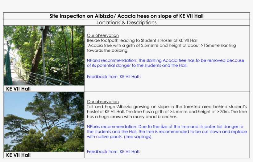 Albizzia Tree Acacia Tree At Ke Vii Hall - Acasia Tree Botanical Name, transparent png #4180201