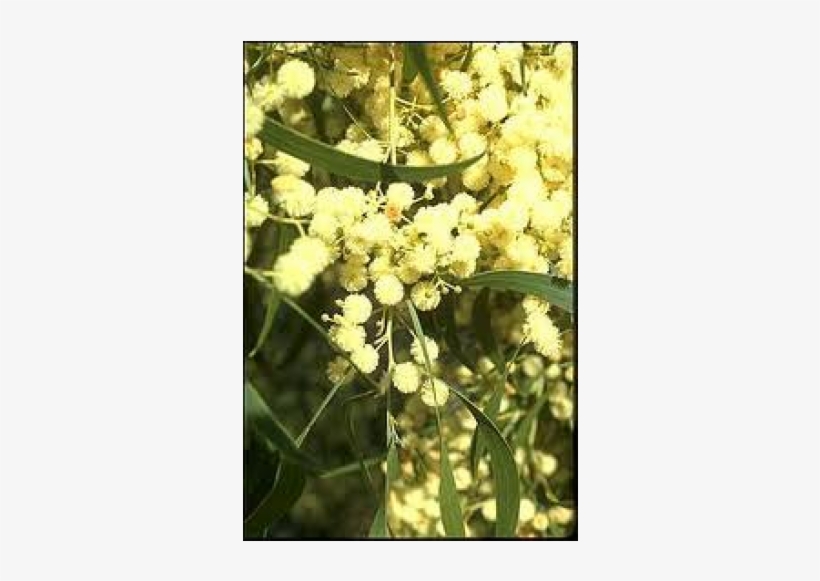 Acacia Hickory Wattle - Acacia, transparent png #4180388