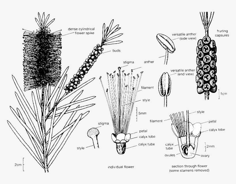 Callistemon Illustration - Melaleucas: Their Botany, Essential Oils And Uses [book], transparent png #4180415