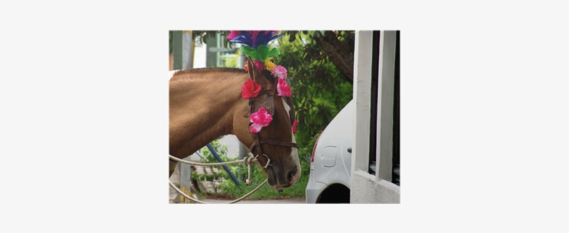 Sorrel, transparent png #4180690