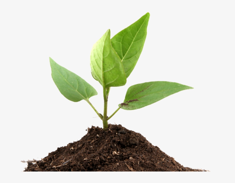 We Create Brilliant Perspectives And Crystal Clear - Plants That Undergo Photosynthesis, transparent png #4181300