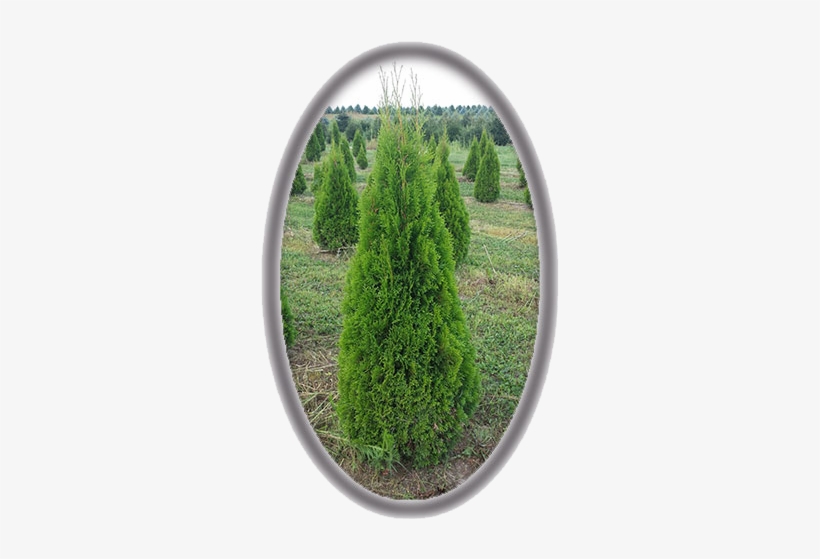 Thuja Occidentails 'smaragd' - Pond Pine, transparent png #4184371