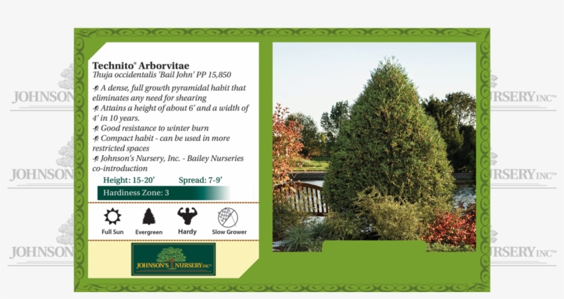 Technito Arborvitae Thuja Occidentalis Bail John Benchcard - Hydrangea Invincibelle Mauvette, transparent png #4184396