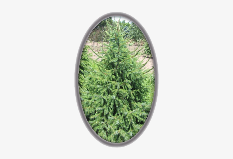 Serbian Spruce - Christmas Decoration, transparent png #4184795
