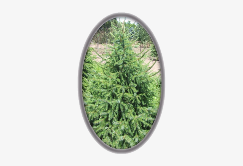 Serbian Spruce - Christmas Decoration, transparent png #4184795